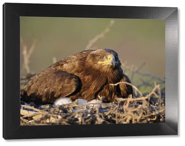 Steppe eagle (Aquila nipalensis) on nest with chicks, Cherniye Zemli (Black Earth) Nature Reserve
