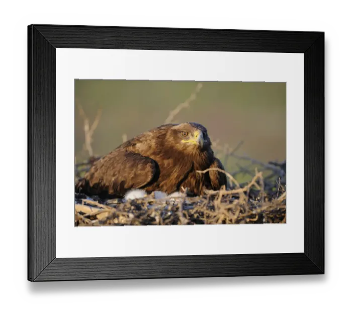 Framed Print : Steppe eagle (Aquila nipalensis) on nest with chicks, Cherniye Zemli (Black Earth) Nature Reserve Framed Print : Steppe eagle (Aquila nipalensis) on nest with chicks, Cherniye Zemli (Black Earth) Nature Reserve