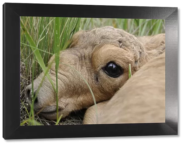 Newborn Saiga antelope (Saiga tatarica) lying in grass, Cherniye Zemli (Black Earth) Nature Reserve
