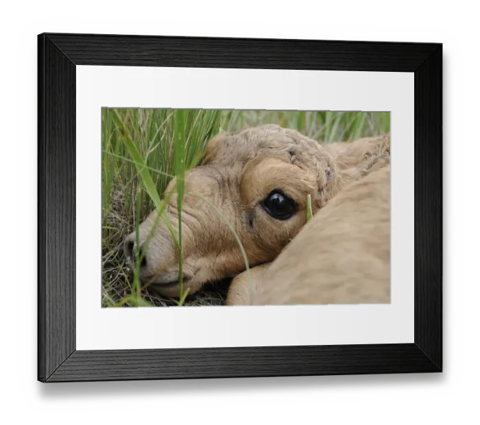 Framed Print : Newborn Saiga antelope (Saiga tatarica) lying in grass, Cherniye Zemli (Black Earth) Nature Reserve Framed Print : Newborn Saiga antelope (Saiga tatarica) lying in grass, Cherniye Zemli (Black Earth) Nature Reserve