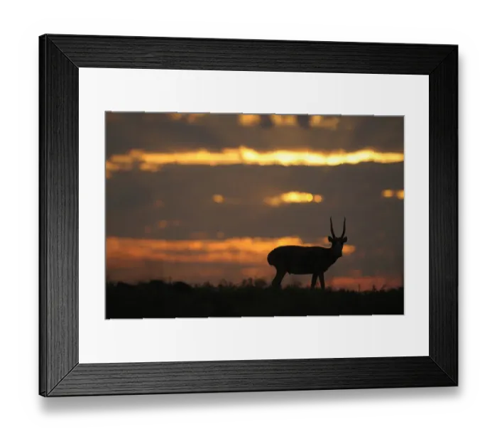 Framed Print : Male Saiga antelope (Saiga tatarica) silhouetted, Cherniye Zemli (Black Earth) Nature Reserve Framed Print : Male Saiga antelope (Saiga tatarica) silhouetted, Cherniye Zemli (Black Earth) Nature Reserve