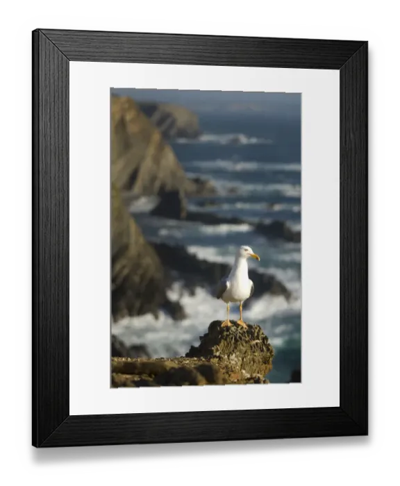 Framed Print : Yellow legged gull (Larus michahellis) on rock, Cabo Sardo, Alentejo, Natural Park Framed Print : Yellow legged gull (Larus michahellis) on rock, Cabo Sardo, Alentejo, Natural Park
