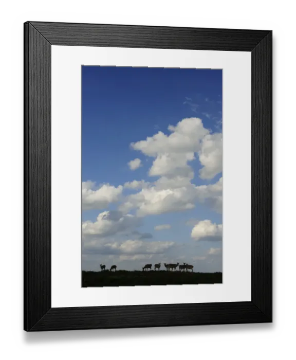 Framed Print : Saiga antelope (Saiga tatarica) herd silhouetted, Cherniye Zemli (Black Earth) Nature Reserve