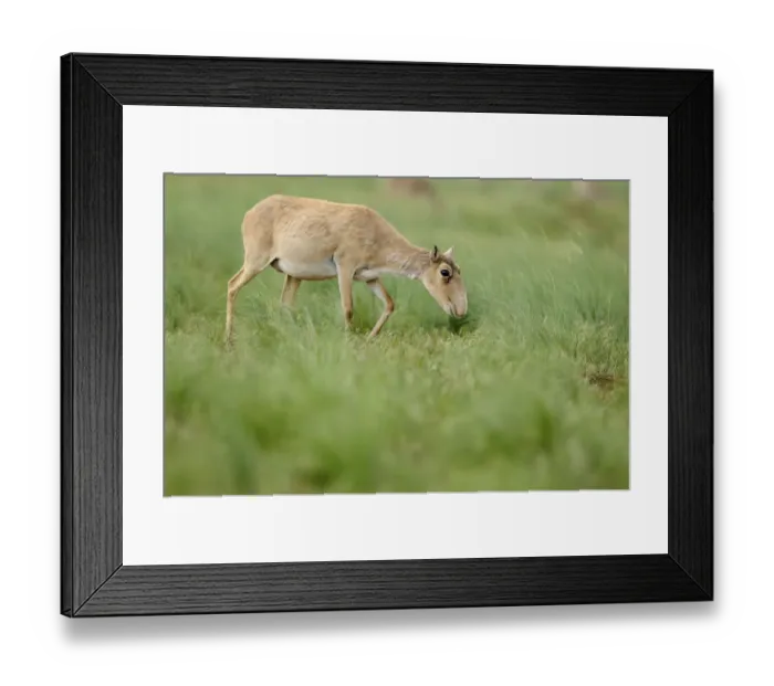 Framed Print : Female Saiga antelope (Saiga tatarica) grazing, Cherniye Zemli (Black Earth) Nature Reserve Framed Print : Female Saiga antelope (Saiga tatarica) grazing, Cherniye Zemli (Black Earth) Nature Reserve
