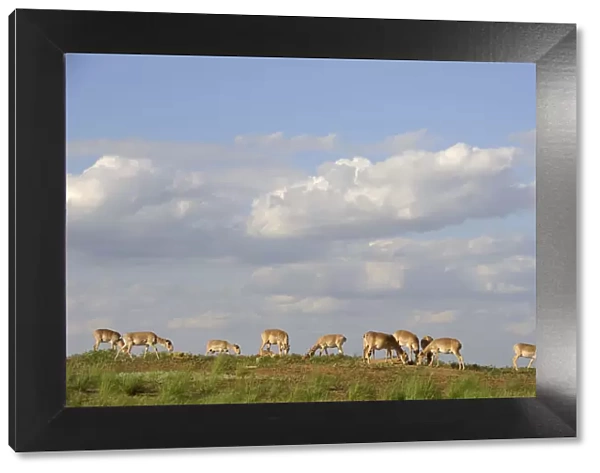 Saiga antelope (Saiga tatarica) herd at salt lick, Cherniye Zemli (Black Earth) Nature Reserve