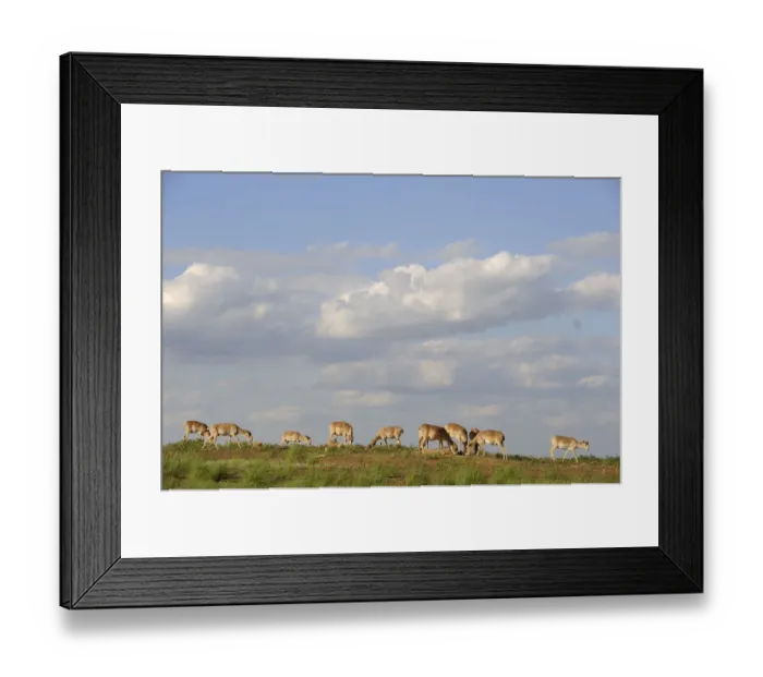 Framed Print : Saiga antelope (Saiga tatarica) herd at salt lick, Cherniye Zemli (Black Earth) Nature Reserve Framed Print : Saiga antelope (Saiga tatarica) herd at salt lick, Cherniye Zemli (Black Earth) Nature Reserve