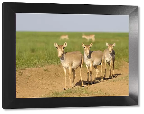 Three female Saiga antelopes (Saiga tatarica) Cherniye Zemli (Black Earth) Nature Reserve