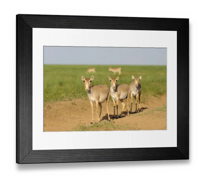 Framed Print : Three female Saiga antelopes (Saiga tatarica) Cherniye Zemli (Black Earth) Nature Reserve Framed Print : Three female Saiga antelopes (Saiga tatarica) Cherniye Zemli (Black Earth) Nature Reserve