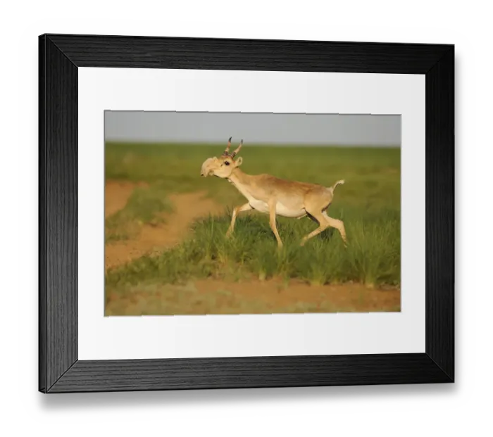 Framed Print : Male Saiga antelope (Saiga tatarica) running, Cherniye Zemli (Black Earth) Nature Reserve Framed Print : Male Saiga antelope (Saiga tatarica) running, Cherniye Zemli (Black Earth) Nature Reserve