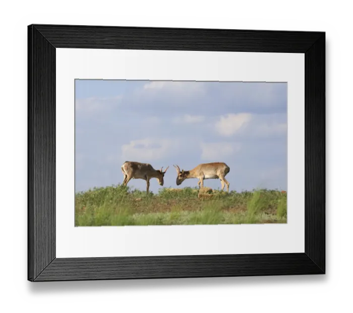 Framed Print : Two male Saiga antelopes (Saiga tatarica) Cherniye Zemli (Black Earth) Nature Reserve Framed Print : Two male Saiga antelopes (Saiga tatarica) Cherniye Zemli (Black Earth) Nature Reserve