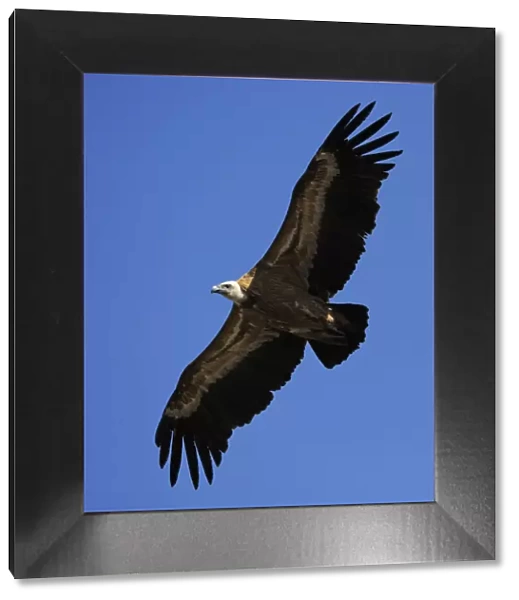Griffon vulture (Gyps fulvus) in flight, Montejo de la Vega, Segovia, Castilla y Leon