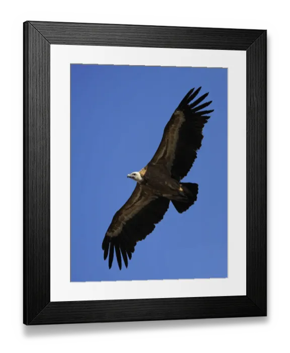 Framed Print : Griffon vulture (Gyps fulvus) in flight, Montejo de la Vega, Segovia, Castilla y Leon Framed Print : Griffon vulture (Gyps fulvus) in flight, Montejo de la Vega, Segovia, Castilla y Leon