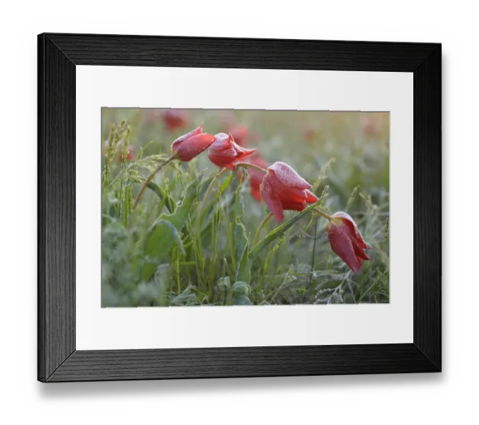 Framed Print : Frost covered Wild tulips (Tulipa schrenkii) in flower, Rostovsky Nature Reserve Framed Print : Frost covered Wild tulips (Tulipa schrenkii) in flower, Rostovsky Nature Reserve
