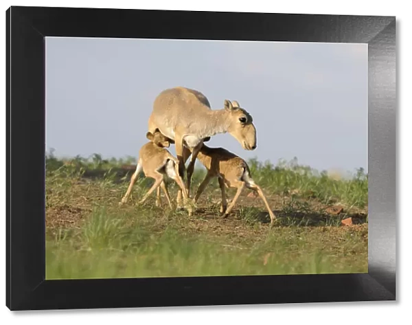 Saiga antelope (Saiga tatarica) with two calves suckling near Cherniye Zemli (Black