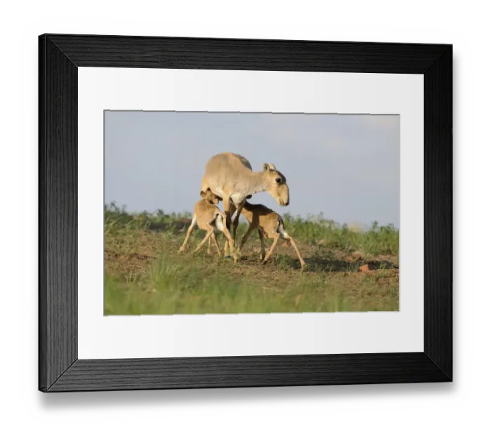 Framed Print : Saiga antelope (Saiga tatarica) with two calves suckling near Cherniye Zemli (Black Framed Print : Saiga antelope (Saiga tatarica) with two calves suckling near Cherniye Zemli (Black