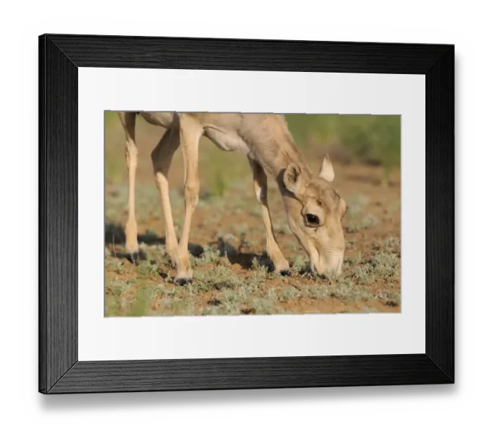 Framed Print : Female Saiga antelope (Saiga tatarica) feeding, Cherniye Zemli (Black Earth) Nature Reserve Framed Print : Female Saiga antelope (Saiga tatarica) feeding, Cherniye Zemli (Black Earth) Nature Reserve