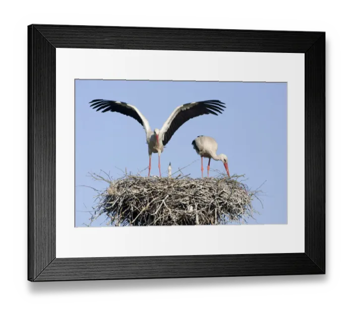 Framed Print : White stork (Ciconia ciconia) pair at nest site with chick, Lithuania, May 2009 Framed Print : White stork (Ciconia ciconia) pair at nest site with chick, Lithuania, May 2009