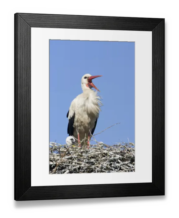 Framed Print : White stork (Ciconia ciconia) adult in breeding plumage on nest, calling, Lithuania Framed Print : White stork (Ciconia ciconia) adult in breeding plumage on nest, calling, Lithuania