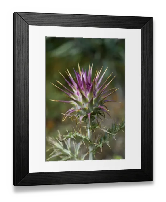 Framed Print : Wild thistle (Cynara humilis) Alentejo, Natural Park of South West Alentejano and Costa Vicentina