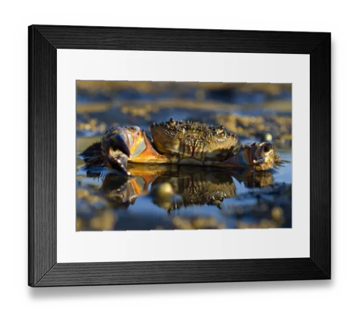 Framed Print : Crab (Eriphia verrucosa) in shallow water, Alentejo, Natural Park of South West Alentejano Framed Print : Crab (Eriphia verrucosa) in shallow water, Alentejo, Natural Park of South West Alentejano