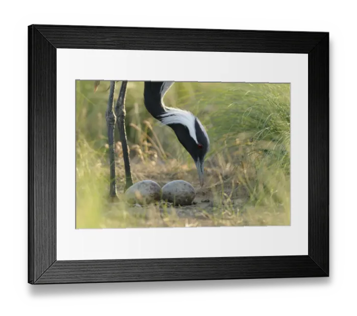 Framed Print : Demoiselle crane (Anthropoides virgo) tending two eggs in its nest, Cherniye Zemli Framed Print : Demoiselle crane (Anthropoides virgo) tending two eggs in its nest, Cherniye Zemli