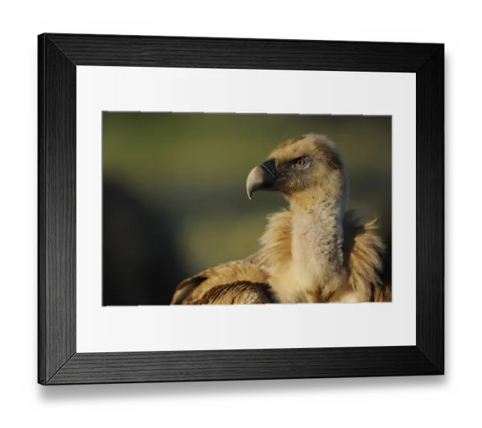 Framed Print : Griffon vulture (Gyps fulvus) portraits, Montejo de la Vega, Segovia, Castilla y Leon Framed Print : Griffon vulture (Gyps fulvus) portraits, Montejo de la Vega, Segovia, Castilla y Leon