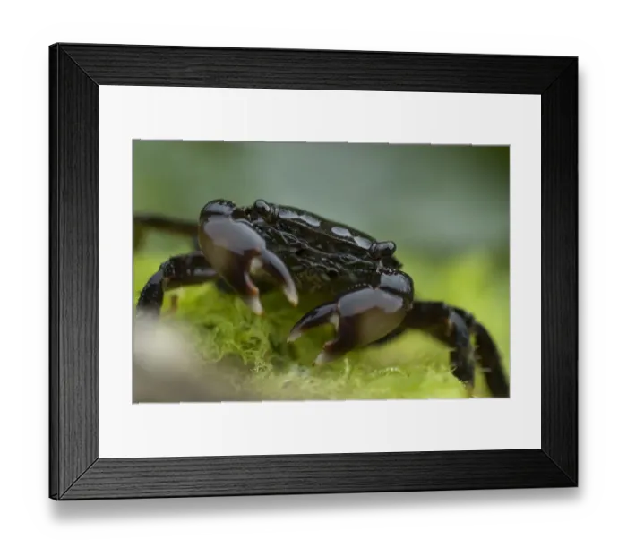 Framed Print : Marbled rock crab (Pachygrapsus marmoratus) portrait, Alentejo, Natural Park of South Framed Print : Marbled rock crab (Pachygrapsus marmoratus) portrait, Alentejo, Natural Park of South