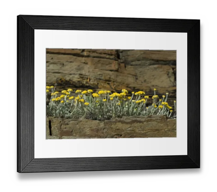 Framed Print : Stinking everlasting (Helichrysum stoechas) flowering on rock ledge, Alentejo, Natural Framed Print : Stinking everlasting (Helichrysum stoechas) flowering on rock ledge, Alentejo, Natural