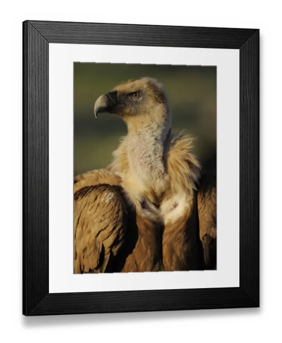 Framed Print : Griffon vulture (Gyps fulvus) portrait, Montejo de la Vega, Segovia, Castilla y Leon