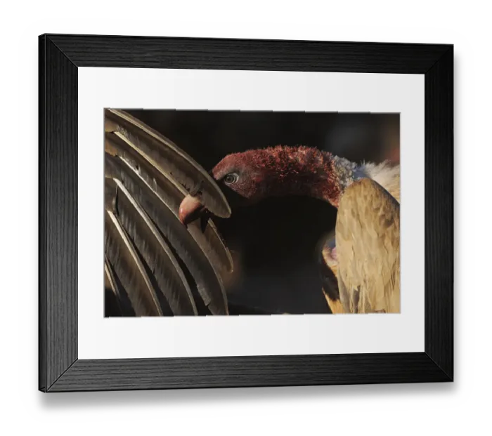 Framed Print : Griffon vulture (Gyps fulvus) head covered in blood from feeding, with the wing of Framed Print : Griffon vulture (Gyps fulvus) head covered in blood from feeding, with the wing of