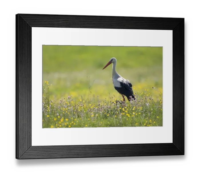 Framed Print : White stork (Ciconia ciconia) in flower meadow, Labanoras Regional Park, Lithuania Framed Print : White stork (Ciconia ciconia) in flower meadow, Labanoras Regional Park, Lithuania