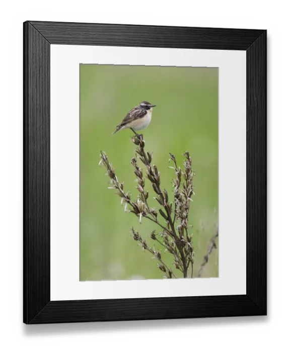Framed Print : Male Whinchat (Saxicola saxicola) perched, Lithuania, May 2009 Framed Print : Male Whinchat (Saxicola saxicola) perched, Lithuania, May 2009