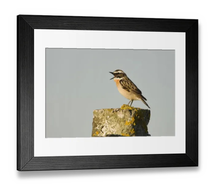 Framed Print : Whinchat (Saxicola saxicola) male singing perched on post, Lithuania, May 2009 Framed Print : Whinchat (Saxicola saxicola) male singing perched on post, Lithuania, May 2009