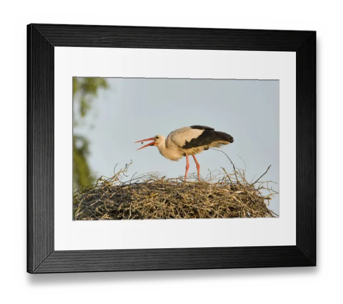 Framed Print : White stork (Ciconia ciconia) adult in breeding plumage, tossing food into beak to feed Framed Print : White stork (Ciconia ciconia) adult in breeding plumage, tossing food into beak to feed