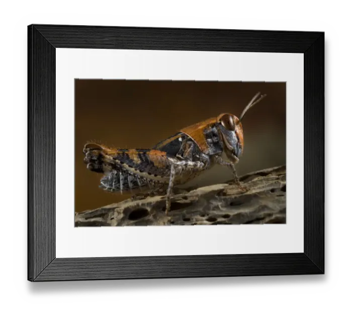 Framed Print : Grasshopper profile, on rock, Alentejo, Natural Park of South West Alentejano and Costa Vicentina Framed Print : Grasshopper profile, on rock, Alentejo, Natural Park of South West Alentejano and Costa Vicentina