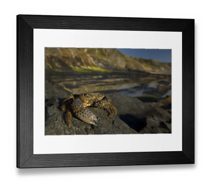 Framed Print : Crab (Eriphia verrucosa) on rock, Alentejo, Natural Park of South West Alentejano Framed Print : Crab (Eriphia verrucosa) on rock, Alentejo, Natural Park of South West Alentejano