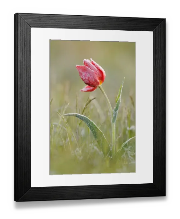 Framed Print : Frost covered Wild tulip (Tulipa schrenkii) Rostovsky Nature Reserve, Rostov Region Framed Print : Frost covered Wild tulip (Tulipa schrenkii) Rostovsky Nature Reserve, Rostov Region