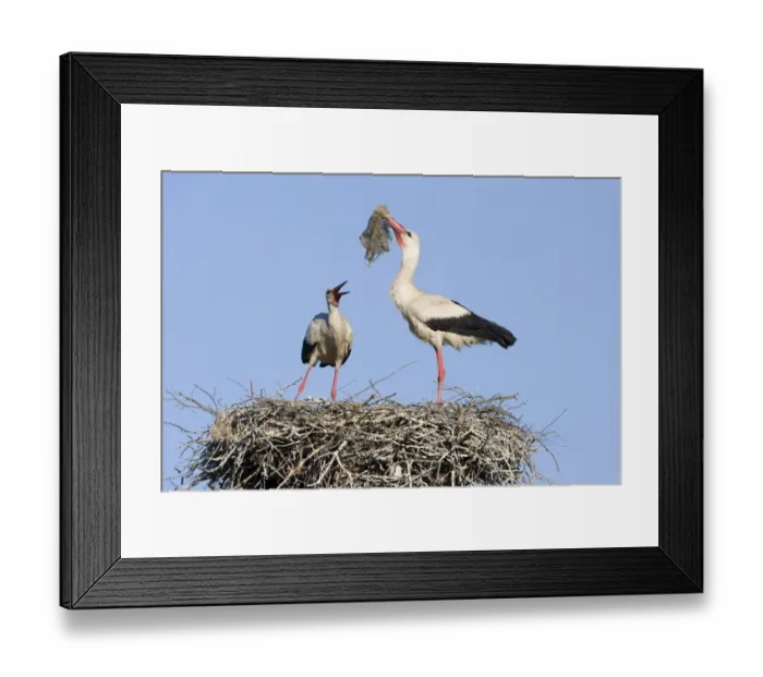 Framed Print : White stork (Ciconia ciconia) pair at nest engaged in courtship display, male with nesting material Framed Print : White stork (Ciconia ciconia) pair at nest engaged in courtship display, male with nesting material