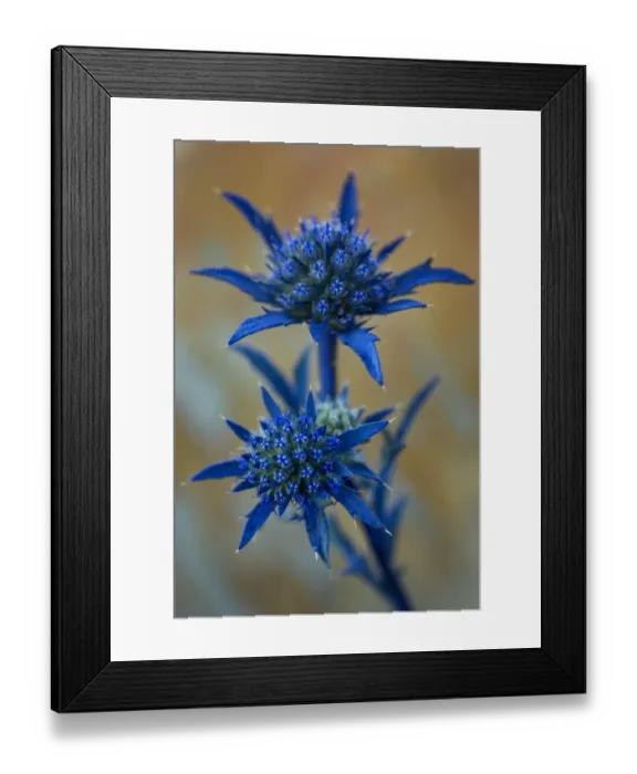 Framed Print : Eryngium dilatatum in flower, Alentejo, Natural Park of South West Alentejano and Costa Vicentina