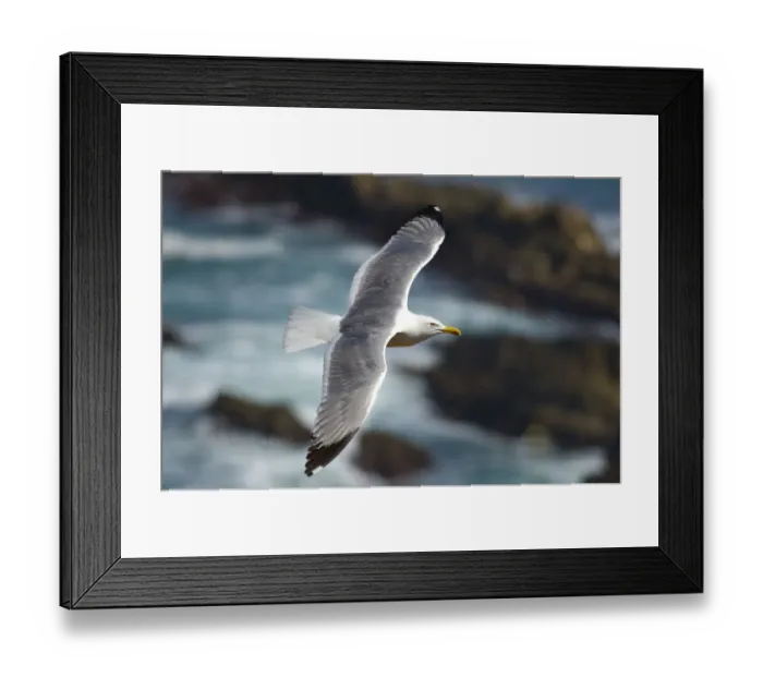 Framed Print : Yellow legged gull (Larus michahellis) in flight, Almograve, Alentejo, Natural Park Framed Print : Yellow legged gull (Larus michahellis) in flight, Almograve, Alentejo, Natural Park