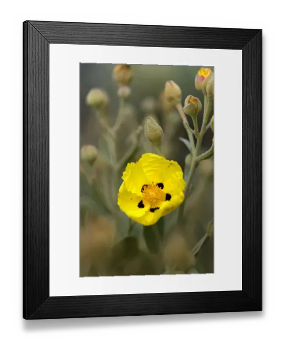 Framed Print : Rock rose {Cistus sp} Almograve, Alentejo, Natural Park of South West Alentejano Framed Print : Rock rose {Cistus sp} Almograve, Alentejo, Natural Park of South West Alentejano