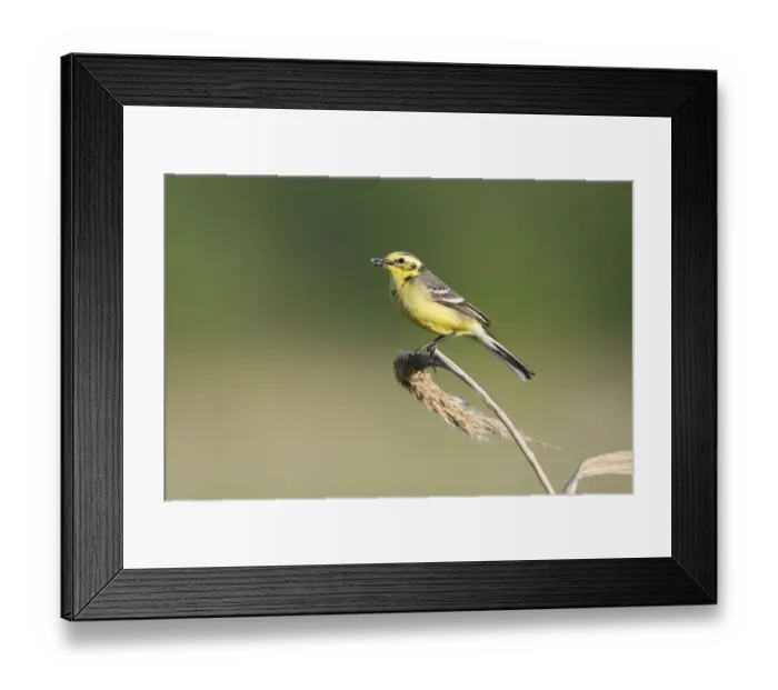 Framed Print : Yellow wagtail (Motacilla flava) adult perched with food for chicks, Lithuania, May 2009