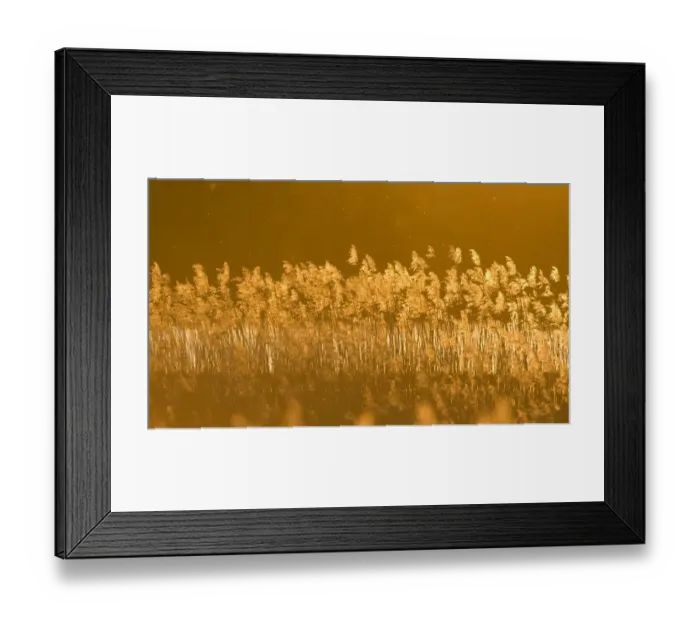 Framed Print : Common reed (Phragmites australis) backlit in evening light, Lithuania, May 2009 Framed Print : Common reed (Phragmites australis) backlit in evening light, Lithuania, May 2009