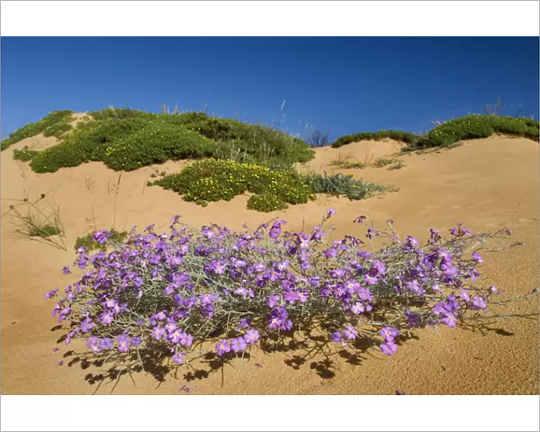 (Malcolmia littorea) in flower on sand dune, Almograve, Alentejo, Natural Park of