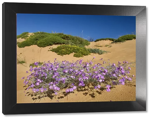 (Malcolmia littorea) in flower on sand dune, Almograve, Alentejo, Natural Park of