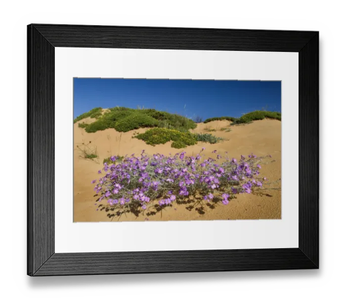 Framed Print : (Malcolmia littorea) in flower on sand dune, Almograve, Alentejo, Natural Park of Framed Print : (Malcolmia littorea) in flower on sand dune, Almograve, Alentejo, Natural Park of