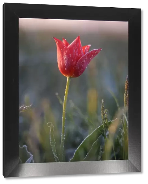 Wild tulip (Tulipa schrenkii) flower in frost, Rostovsky Nature Reserve, Rostov Region