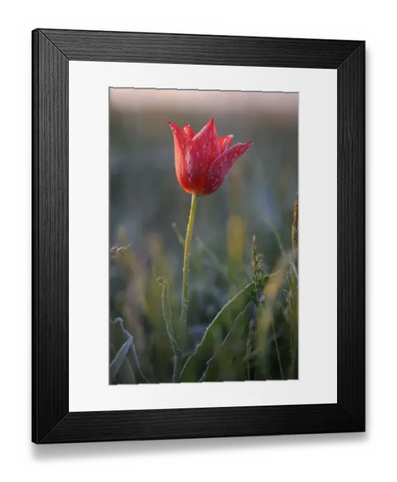 Framed Print : Wild tulip (Tulipa schrenkii) flower in frost, Rostovsky Nature Reserve, Rostov Region