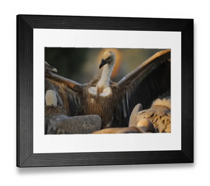 Framed Print : Griffon vulture (Gyps fulvus) with wings outstretched, Montejo de la Vega, Segovia Framed Print : Griffon vulture (Gyps fulvus) with wings outstretched, Montejo de la Vega, Segovia