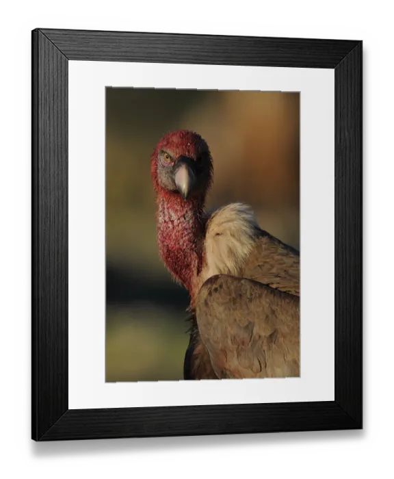 Framed Print : Griffon vulture (Gyps fulvus) portrait, head covered in blood from feeding, Montejo de la Vega Framed Print : Griffon vulture (Gyps fulvus) portrait, head covered in blood from feeding, Montejo de la Vega